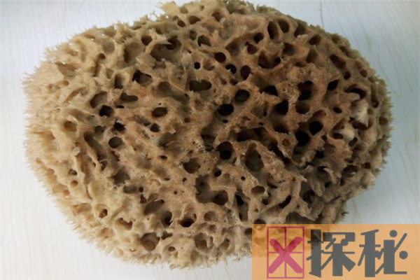 海藻棉是什么布料?以海藻炭为成分的人造纤维(高耐热性)