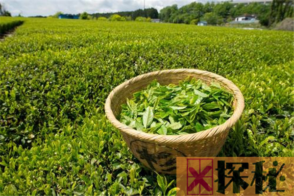 绿茶是酸性还是碱性 含多种纯天然植物碱(平衡体内酸碱)