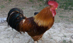 鸡被催眠原理是什么 鸡为什么会被催眠