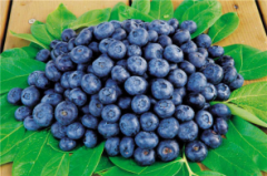 蓝莓连皮一起吃吗 可以带皮一起吃注意清洗干净