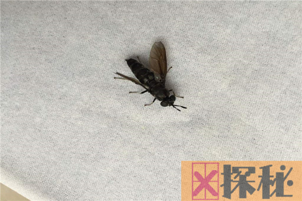 粘蝇纸放什么吸引苍蝇 去除苍蝇的方法有哪些