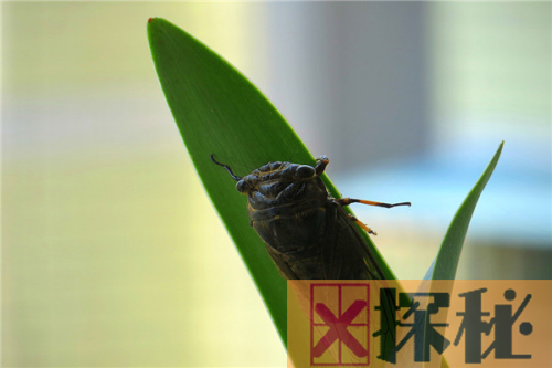 蝉飞进家里怎么办 可以用几种方法去捕捉蝉