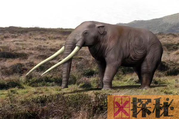 剑齿象和猛犸象的区别 剑齿象和猛犸象的身体特征
