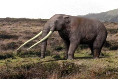 剑齿象和猛犸象的区别 剑齿象和猛犸象的身体特征