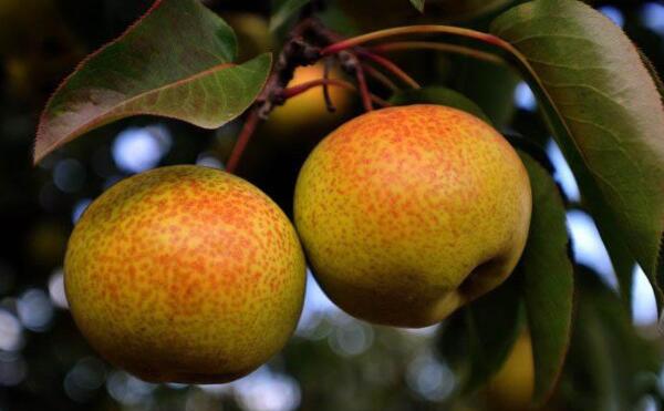 苹果梨禁忌，苹果梨煮水的功效（糖尿病患者禁食）
