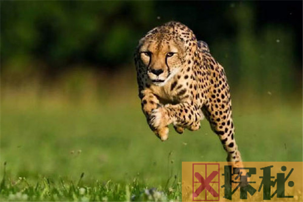 动物奔跑速度排名 猎豹的奔跑速度排第一(陆地冠军)