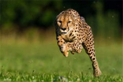 动物奔跑速度排名 猎豹的奔跑速度排第一(陆地冠军)
