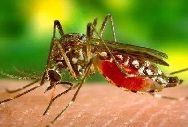 维生素b2可以驱蚊吗 可以（碾碎兑酒精涂抹在身上）