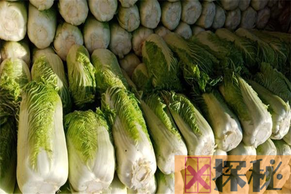 白菜能放多久 常温条件下可以放几个星期