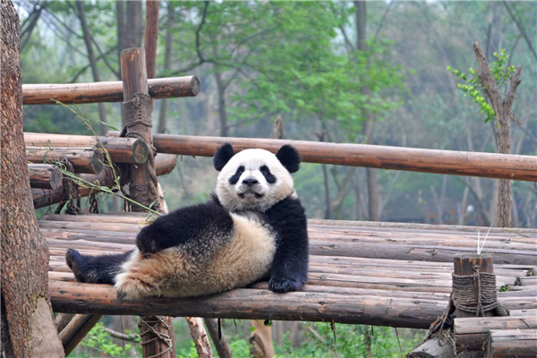 当年蚩尤养了两只熊猫吗 为什么蚩尤骑着大熊猫会输