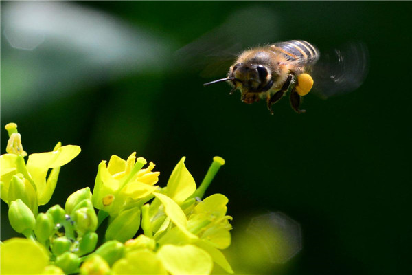 爱因斯坦7个预言是什么 为什说蜜蜂和人的命运紧密相连