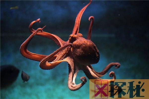 为什么说章鱼是四维的 章鱼是四维生物有科学依据吗