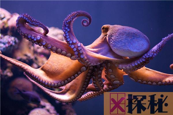 为什么说章鱼是四维的 章鱼是四维生物有科学依据吗