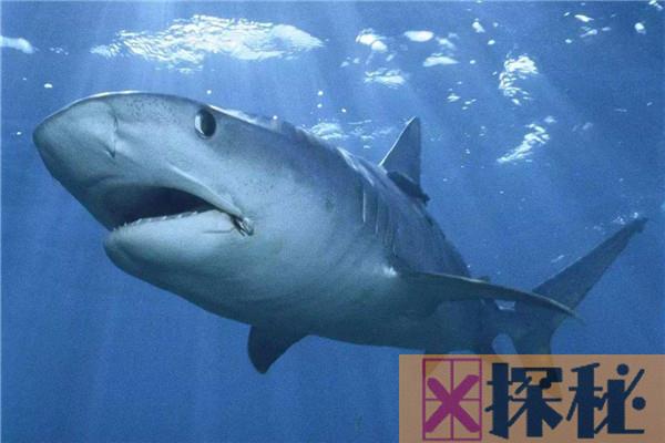 鲨鱼是否害怕海豚 鲨鱼为什么会害怕海豚