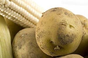 土豆有霉味了能吃吗，有毒素不能吃（吃了会呕吐、腹泻）