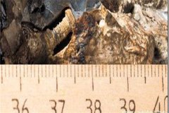三亿年前的螺丝钉是真的吗 三亿年前可能是地球重生