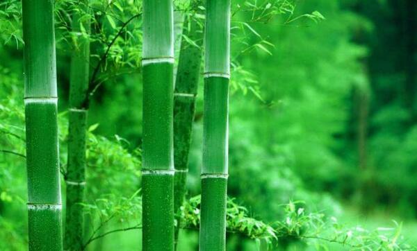 竹子是草还是树，草（高大乔木状禾草类植物）