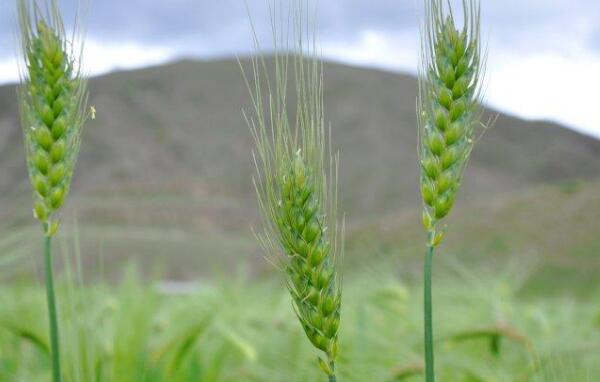 青稞与小麦的区别，麦芒长度不同（小穗子数量不同）