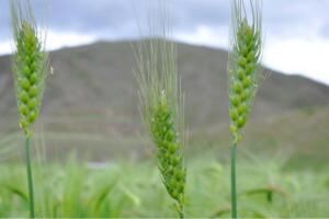 青稞与小麦的区别，麦芒长度不同（小穗子数量不同）