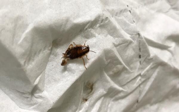 蟑螂在床上怎么办，杀掉蟑螂/清洁房间（使用蟑螂药）