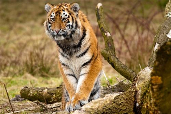 老虎是怎么进化来的 老虎的进化经历了哪些