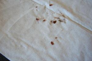 蟑螂在床上怎么办，杀掉蟑螂/清洁房间（使用蟑螂药）