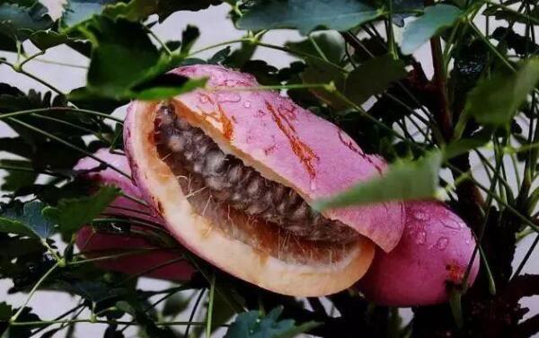 八月瓜的籽能吃吗，能吃（营养丰富/可促进肠胃消化）
