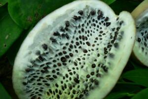 八月瓜的籽能吃吗，能吃（营养丰富/可促进肠胃消化）