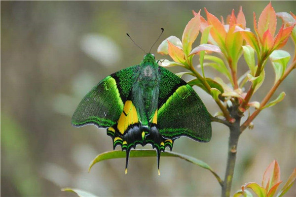 最值钱蝴蝶是什么 金斑喙凤蝶为什么这么值钱