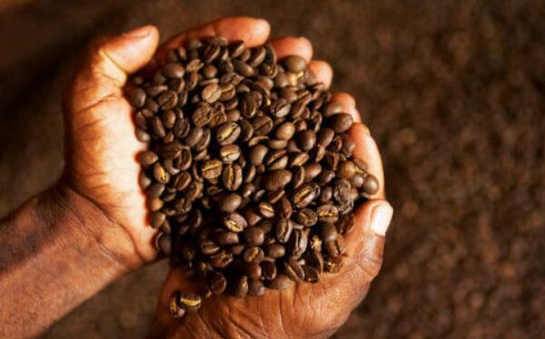 咖啡豆的种类及口味，口味分酸性、不酸不苦、不酸却苦