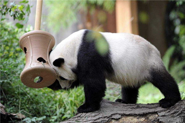熊猫可以干过棕熊吗 熊猫和棕熊哪个比较厉害