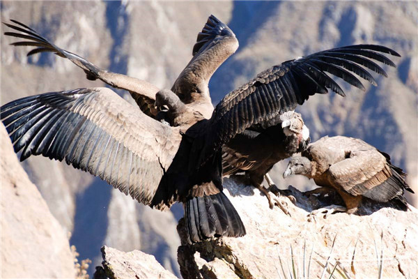 最大的安第斯神鹫有多大 身高达130cm体重多在30斤