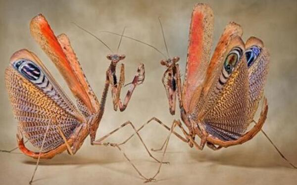世界上最稀有的螳螂，魔花蝗螂（靠美色诱人/交配后被吃掉）
