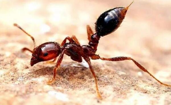 世界上最大的巨型蚂蚁，非洲的矛蚁（头尾长达4厘米）