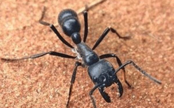 世界上最大的巨型蚂蚁，非洲的矛蚁（头尾长达4厘米）
