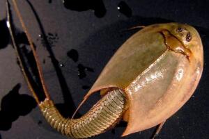 三眼恐龙虾能吃吗，不能吃/可当宠物养（生存了3亿年）
