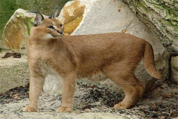 世界上最贵最稀有的猫Caracat 卡拉猫是否可以当做宠物饲养