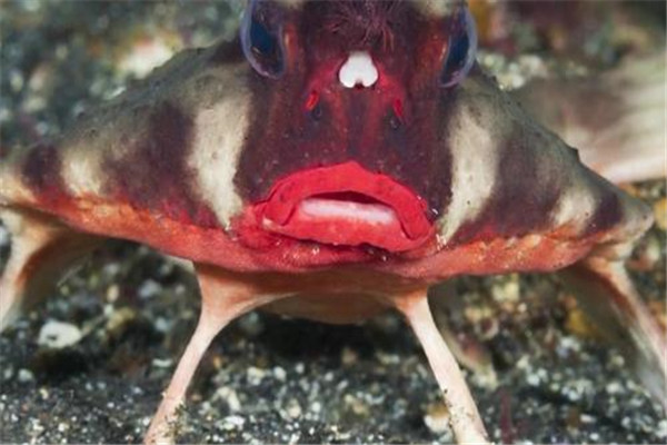世界上最妖娆的鱼是什么 红唇蝙蝠鱼（拥有烈焰红唇）