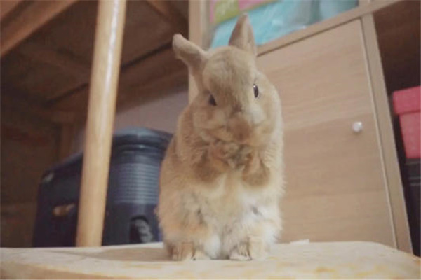 世界上最小的宠物兔是什么 荷兰侏儒兔（聪明又可爱）