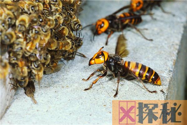 世界上最可怕的毒蜂是什么 非洲杀人蜂（毒性强可杀人）