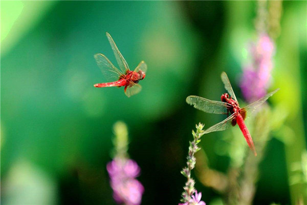 世界上最小的蜻蜓是什么 侏红小蜻（体长不到2厘米）