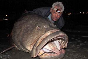 世界上最凶猛的淡水鱼，巨型水虎鱼（体长1.8米会吃人）