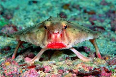 世界上最妖娆的鱼是什么 红唇蝙蝠鱼（拥有烈焰红唇）
