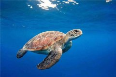 世界最长寿的动物之海龟 海龟最长能活多少年
