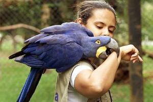 世界上体型最大的鹦鹉，金刚鹦鹉（从头到尾约1米长）