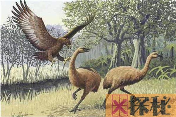 人类已知第一大飞禽是什么 阿根廷巨鹰（比飞机更大）
