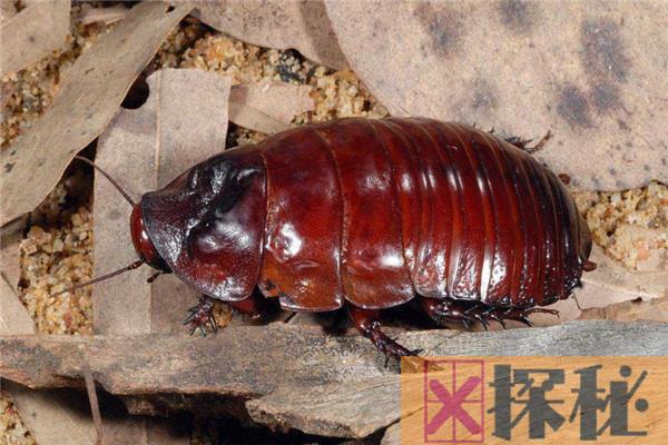 世界最大的蟑螂是什么 犀牛蟑螂（体长可达9厘米）