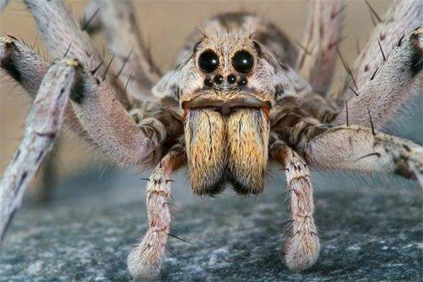 世界上最大的蜘蛛王是什么 巨型狼蛛（外形恐怖相当恶心）