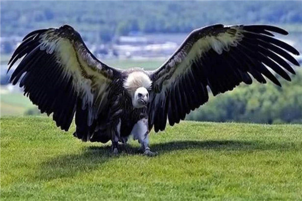 人类已知第一大飞禽是什么 阿根廷巨鹰（比飞机更大）