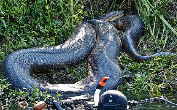 世界上最大的蛇排行，亚马逊森蚺现今第一（四川发现50米大蛇）